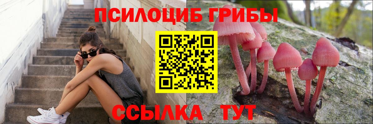 Псилоцибиновые грибы Psilocybe Знаменск
